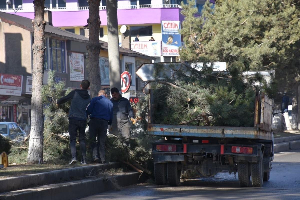 Tatvan Belediyesinden ağa&ccedil; budama &ccedil;alışması