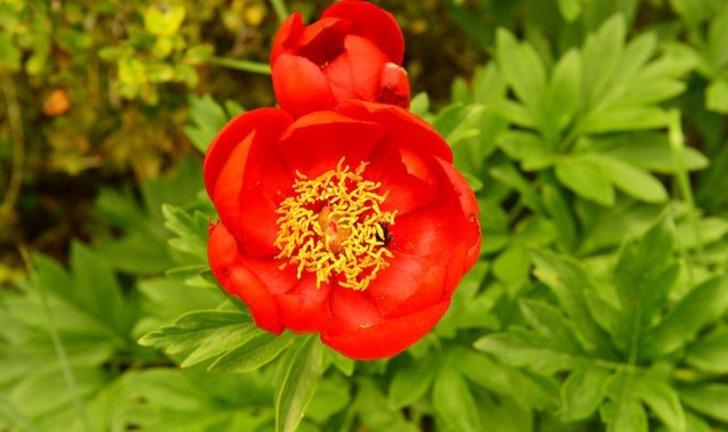 Bu çiçeği koparmanın bedeli 42 bin TL G3