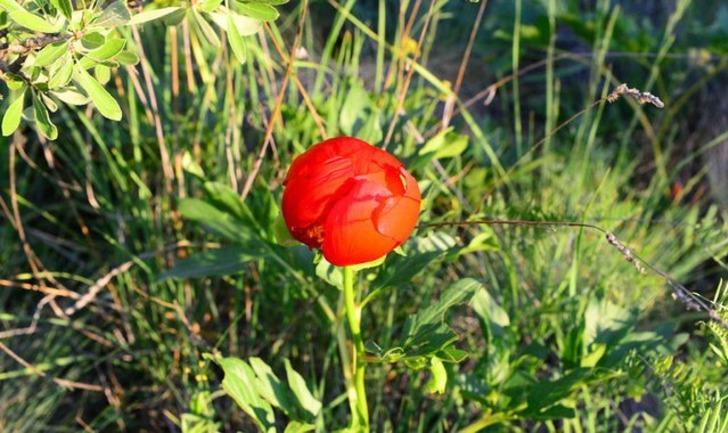 Bu çiçeği koparmanın bedeli 42 bin TL G4