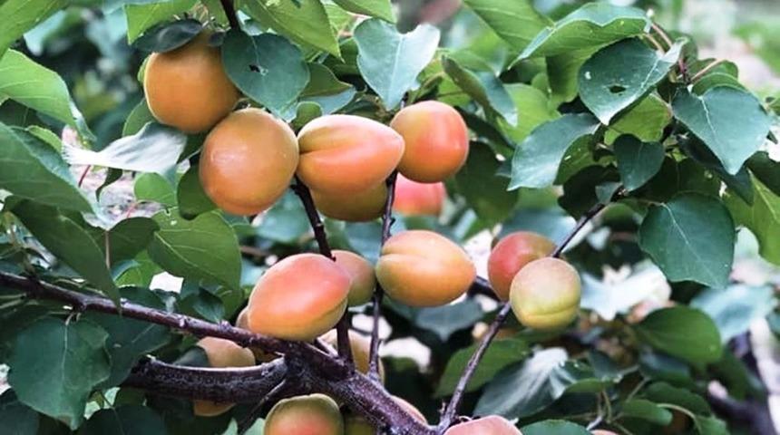 Aydın&rsquo;da 21 bin 776 adet kayısı fidanı dağıtılacak