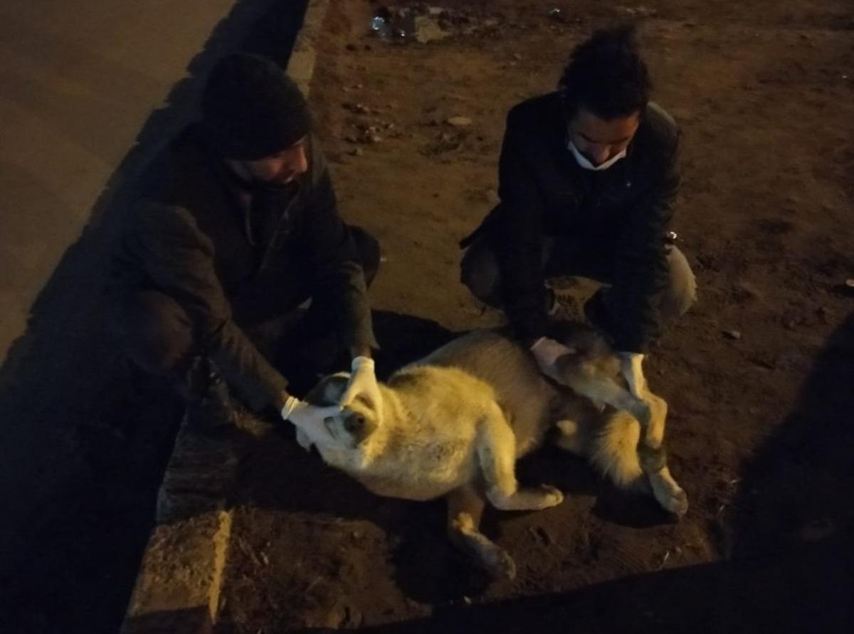 Aracın &ccedil;arptığı k&ouml;pek tedavi altına alındı