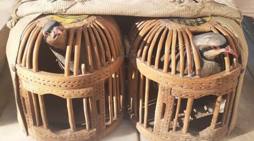 Usuls&uuml;z keklik avına 3 bin 100 TL ceza