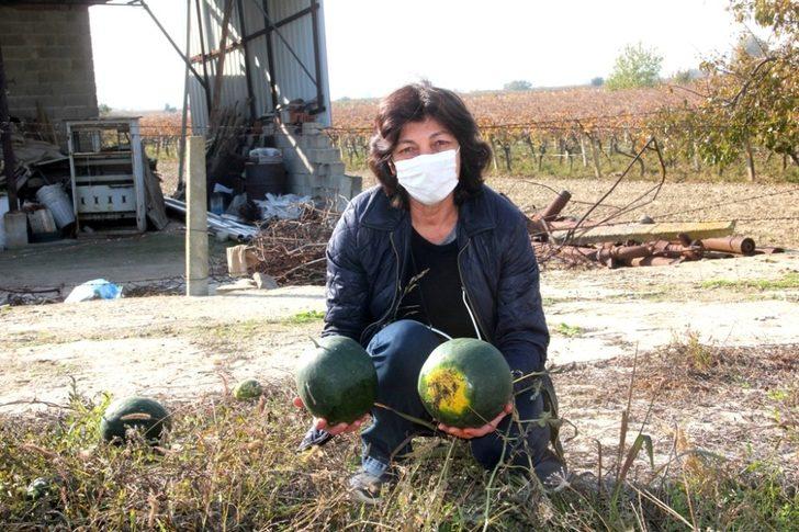 Kış ortasında karpuz yetiştirdiler G1