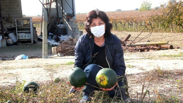 Kış ortasında karpuz yetiştirdiler