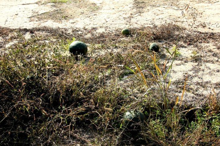 Kış ortasında karpuz yetiştirdiler G4