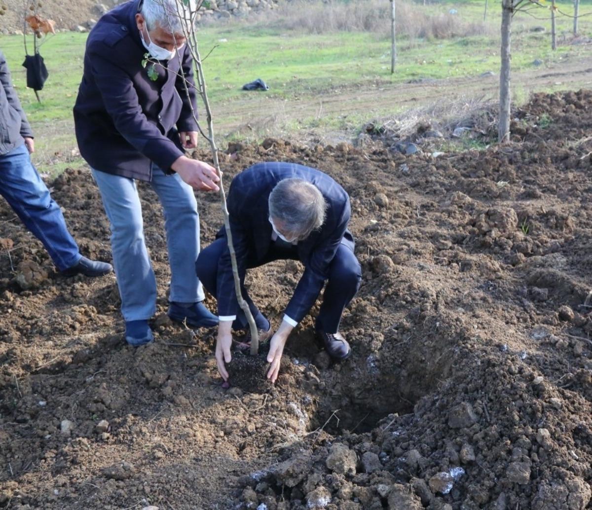 Serdivan&rsquo;da meyve ağa&ccedil;ları toprakla buluştu