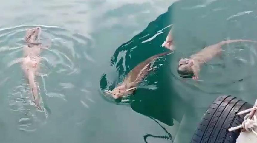 Nesli tükenme tehlikesi altında! Deniz keyfi yaparken görüntülendi