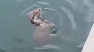 Nesli tükenme tehlikesi altında! Kastamonu'da görüntülendi