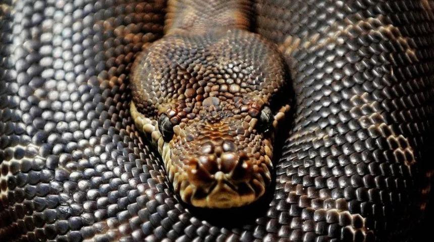 2,5 metrelik piton Avustralyalı ailenin banyosunu tarumar etti