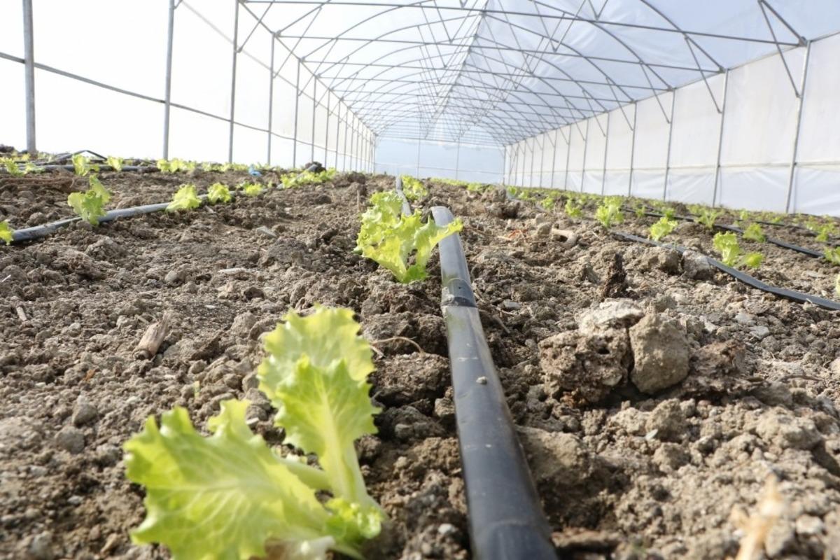 B&uuml;y&uuml;kşehir destekli seralarda &uuml;retim devam ediyor