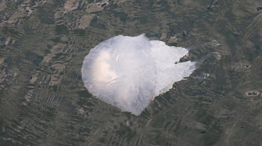 İstanbul Boğazı'nı istila etmişlerdi! Nedeni ortaya çıktı