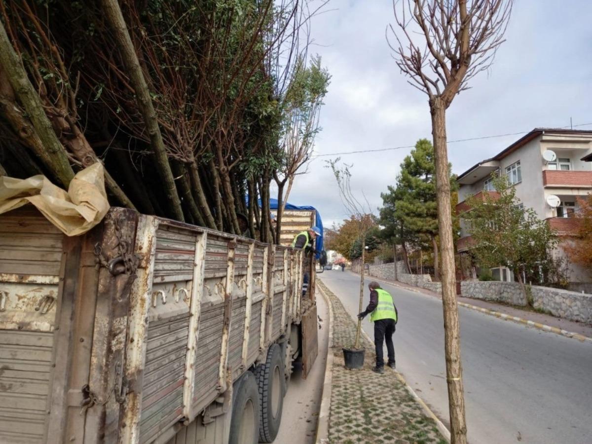 Safranbolu&rsquo;da 153 adet akasya fidanı toprakla buluşturuldu.