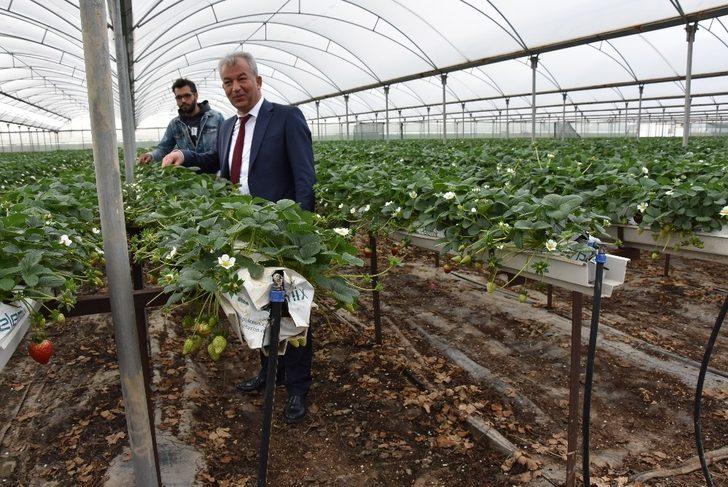 Mersin tarımının gayri safi yurtiçi hasılaya katkısı 14,3 milyar TL G4