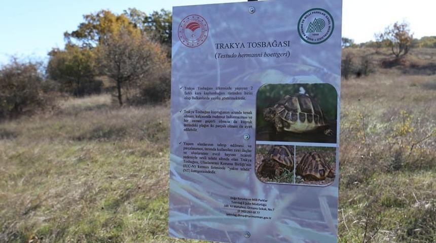 Trakya Tosbağasının yaşam alanları belirlendi