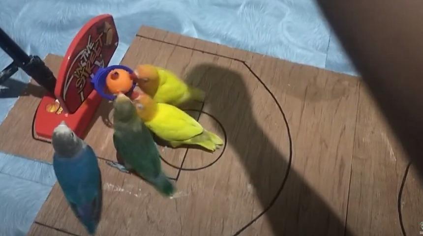 Kuş basketbol şampiyonası: İkiye iki maç yapan kuşların yarış anı kamerada