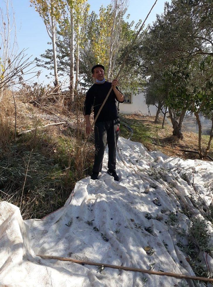 Aydın’da ’zeytin sırıkları’ teknolojiye karşı direniyor G3