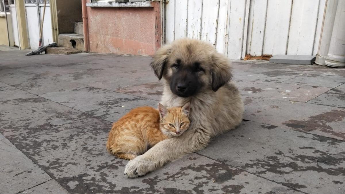 Yavru k&ouml;pek ve kedinin dostluğu