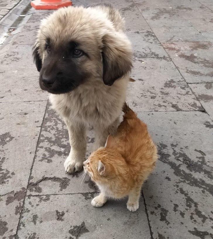 Yavru köpek ve kedinin dostluğu G2