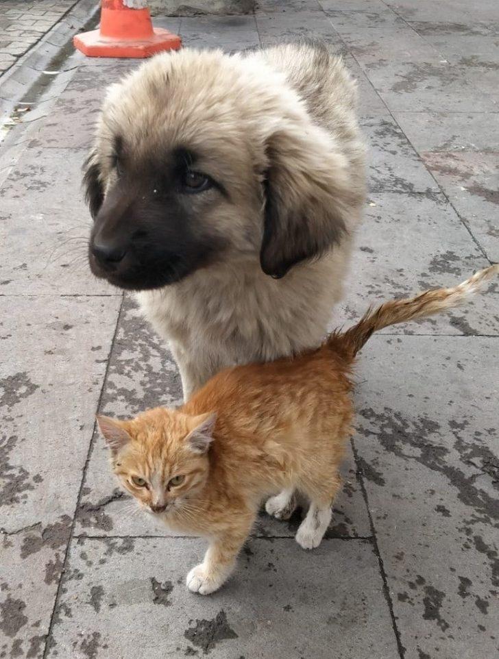 Yavru köpek ve kedinin dostluğu G3
