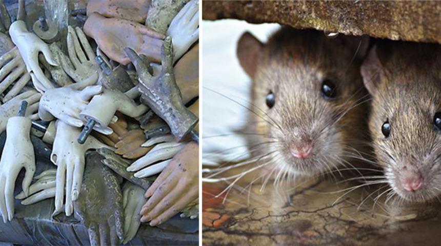 Heykel penisinden farelerle dolu kutuya: Havaalanı g&uuml;venliklerinin bulduğu en garip eşyalar