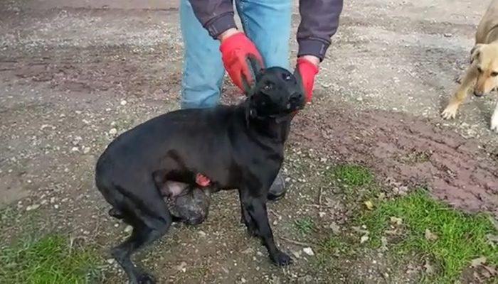 Adapazarı'nda iğrenç olay! Yaralı halde bulunan köpeğe tecavüz edilmiş