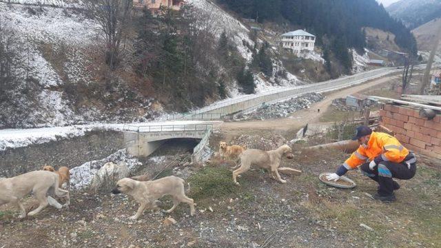 Trabzon’da sahipsiz canlar unutulmuyor