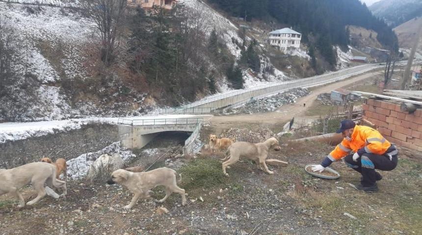Trabzon&rsquo;da sahipsiz canlar unutulmuyor