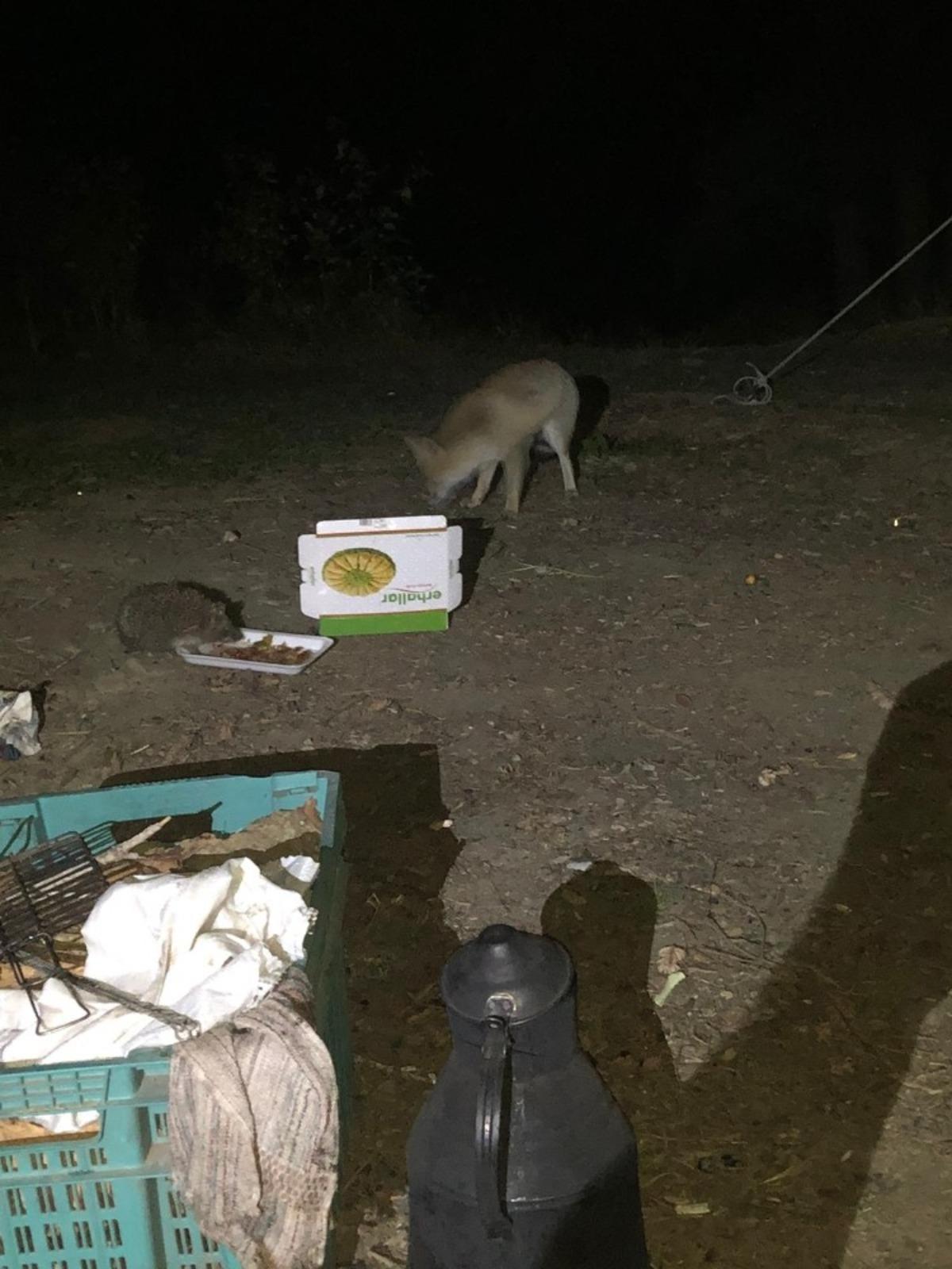 &lsquo;Minnoş&rsquo; adını verdiği tilkiyi yiyecekle kendine alıştırdı