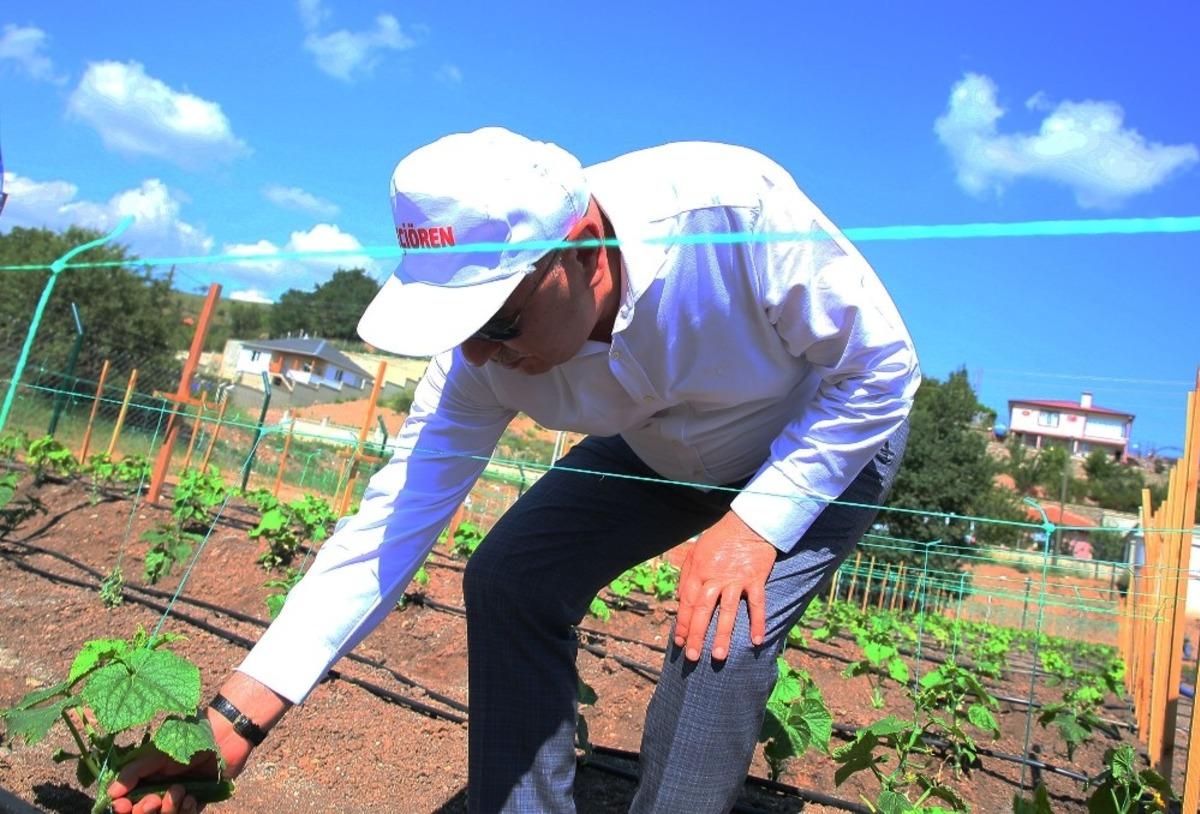 Ke&ccedil;i&ouml;ren Belediyesi kış bostanından ilk hasadı bekliyor