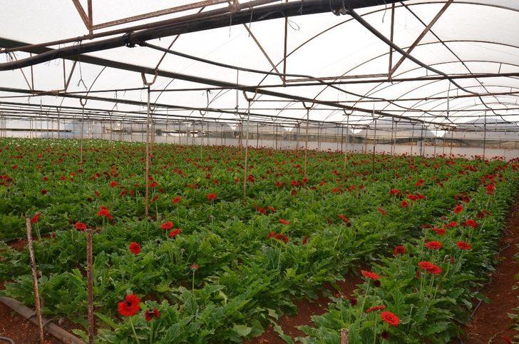 Kepez’de sera atıkları organik gübreye dönüştürülüyor G1