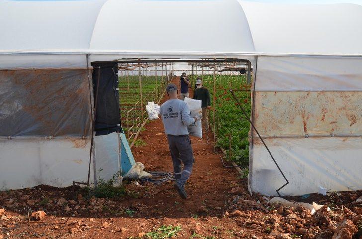 Kepez’de sera atıkları organik gübreye dönüştürülüyor G2