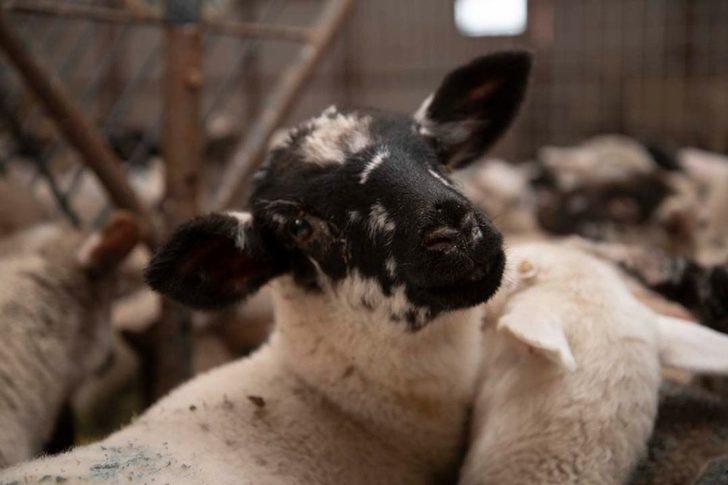 İl Müdürü Şahin: "Hedefimiz Kayseri’de Kaliteli ve Verimli Irk Sayısını Artırmak" G2