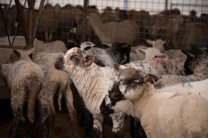 İl Müdürü Şahin: "Hedefimiz Kayseri’de Kaliteli ve Verimli Irk Sayısını Artırmak" G4