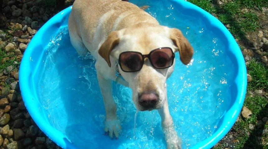 İstanbul'da K&ouml;peğinizle Gidebileceğiniz En G&uuml;zel Tatil Mekanları