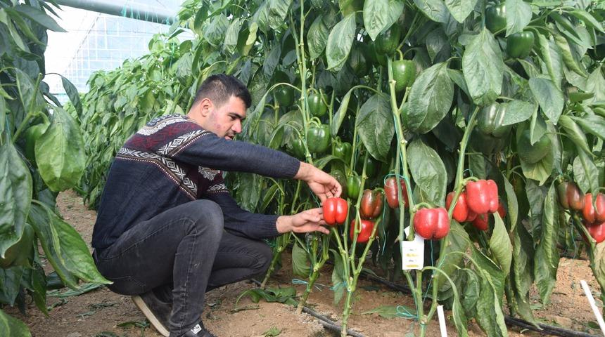 Antalya’da Kaliforniya biberi üretiyorlar! Dünyaya ihraç ediliyor