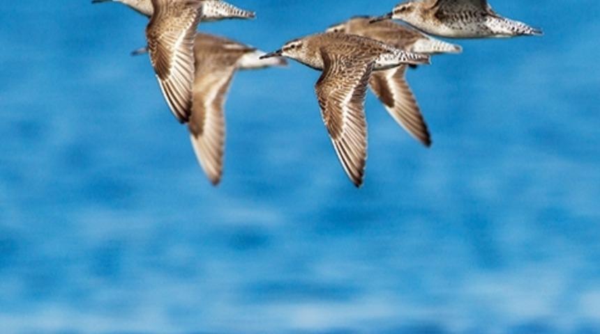 Kumkuşunun K&uuml;&ccedil;&uuml;len Gagası