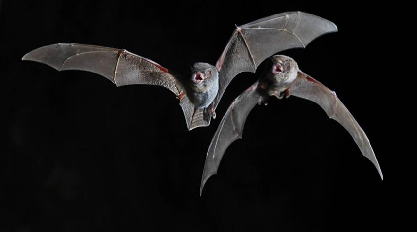 Uzun Kanatlı Yarasaların Vatanı Anadolu