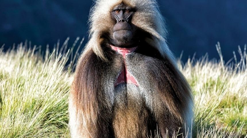 Maymunların Dil Matematiği