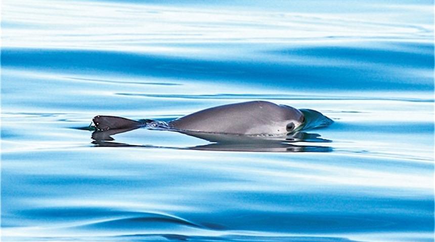 Meksika Yunusu Yaşayacak mı?
