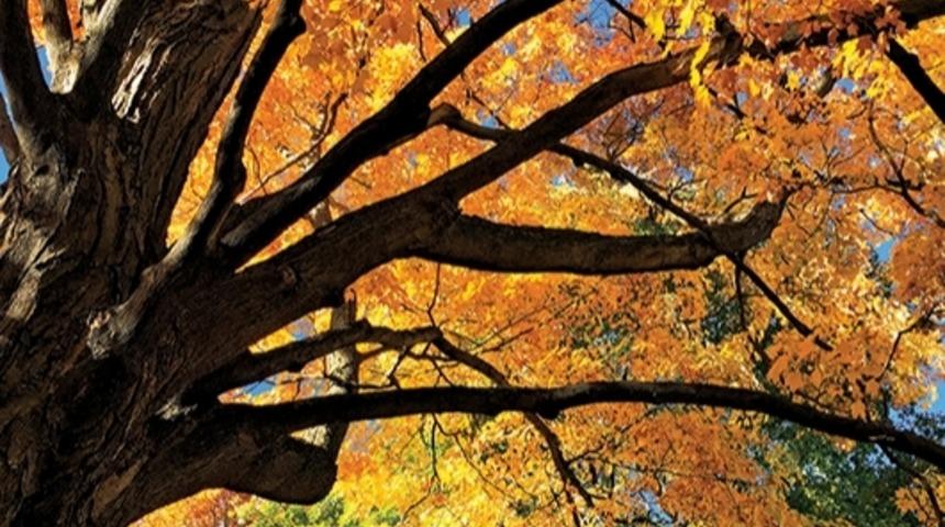 Ağaçlar Gece Uyuyor Mu?