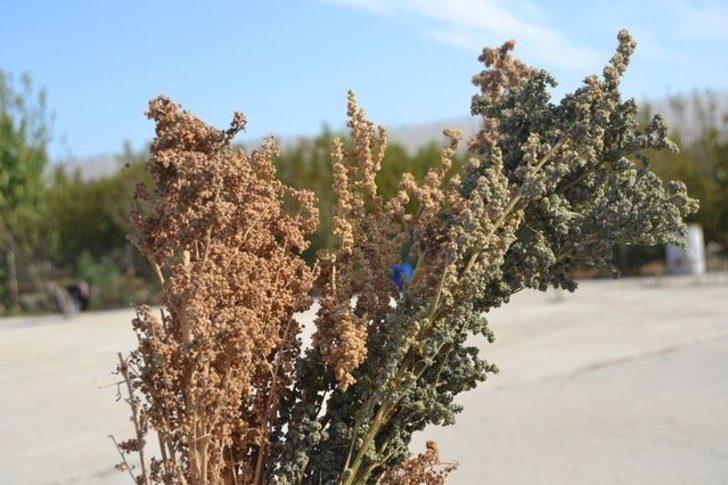 Patatesin başkentinde alternatif ürün: Kinoa G3