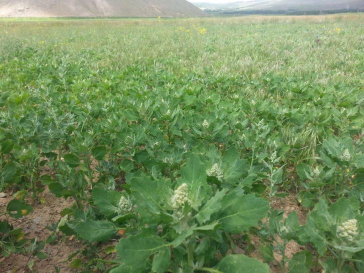 Patatesin başkentinde alternatif ürün: Kinoa G4