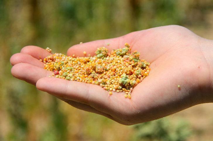 Patatesin başkentinde alternatif ürün: Kinoa G5