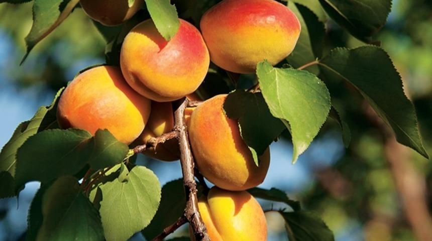 Kayısı Gidiyor, Roksana Geliyor