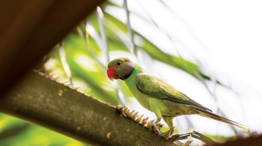 Kuş Beyninin Evreni