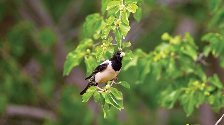 Kuş Cehennemi Otobanı
