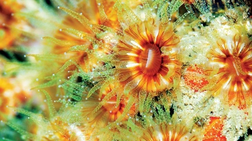 Mercanlar Beyaz &Ouml;l&uuml;r