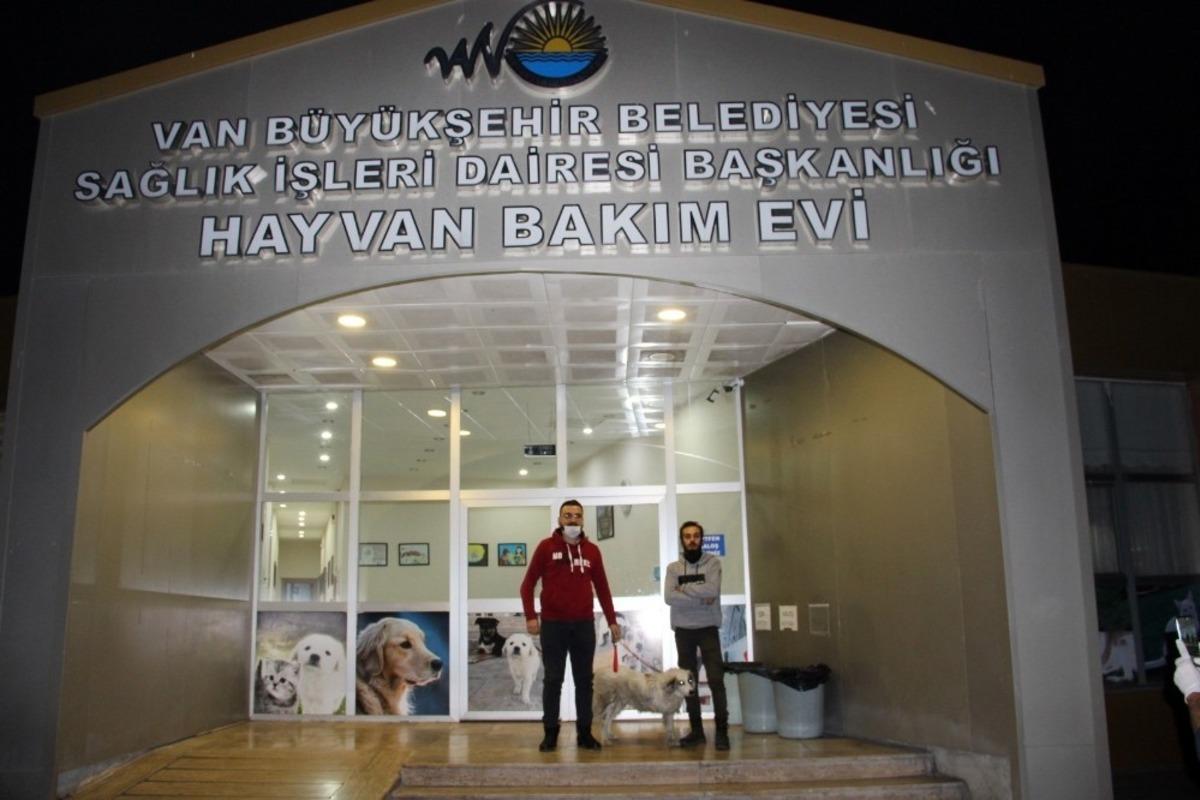 Van B&uuml;y&uuml;kşehir Belediyesi bir sokak hayvanını daha sağlığına kavuşturup sahiplendirdi
