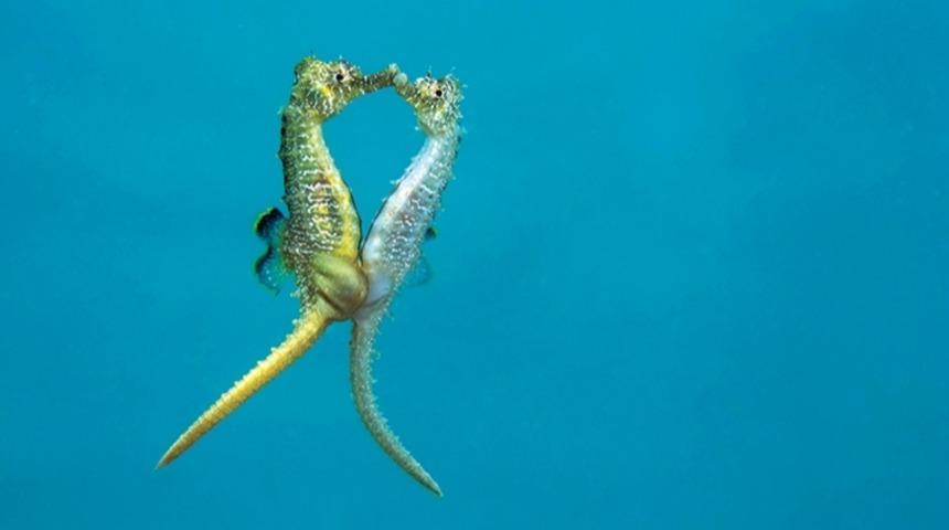 Denizatları Karadeniz&rsquo;de