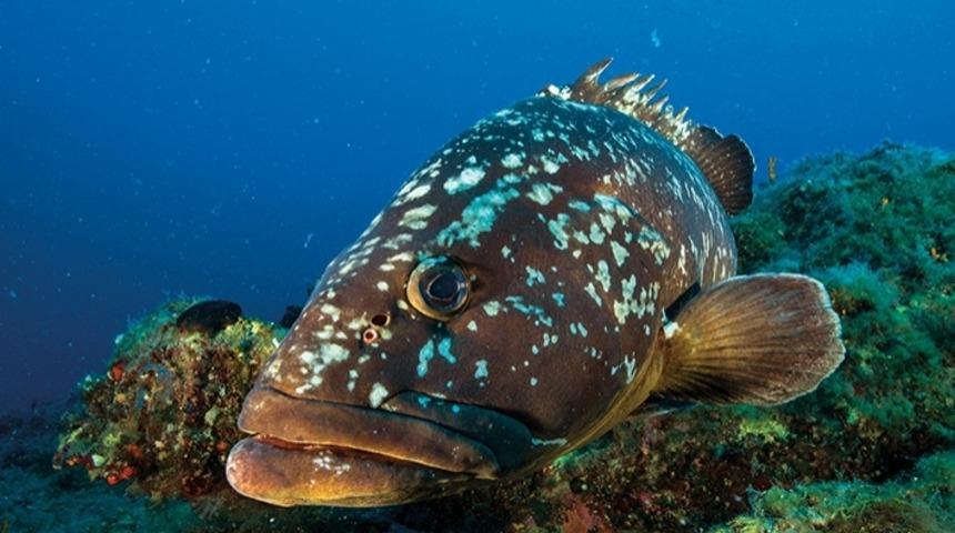 Umut Kararı Akdeniz foku, Orfoz ve Lagos
